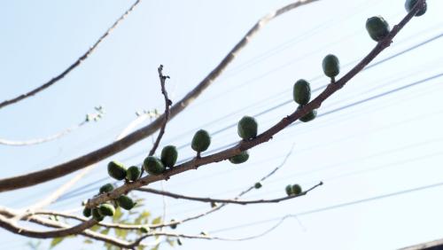 Ciruela.Alpuyeca