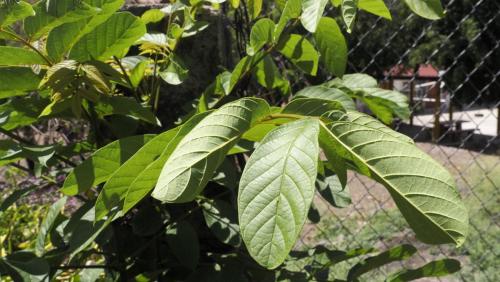 Ciruelo.Ajuchitlan