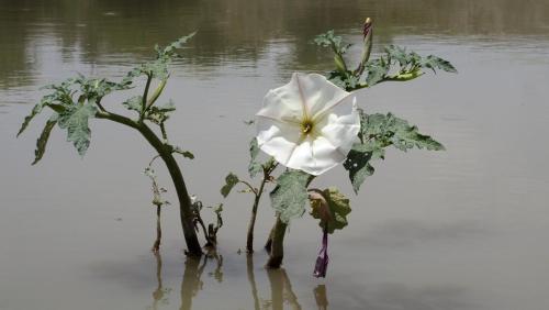 FlorToloache.Apaxco