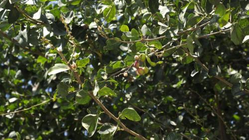 GuamuchilAmargo.Alpuyeca