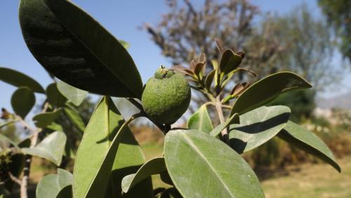 Guayaba1.Atitalaquia
