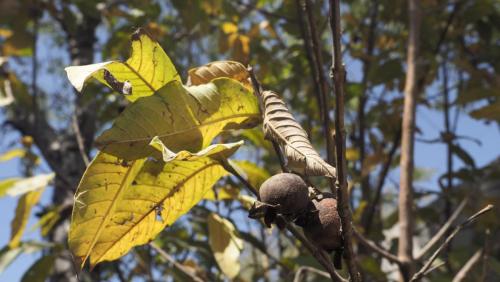 Guayaba2.Atitalaquia