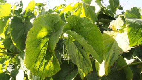 Hoja Santa.Atitalaquia
