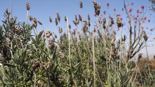 Lavanda.Miravalle