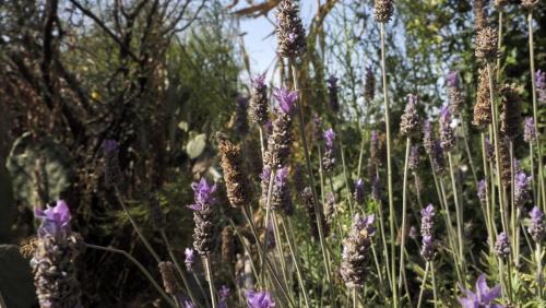 Lavanda1.Atitalaquia