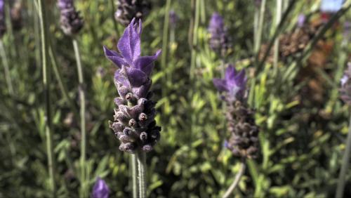Lavanda2.Atitalaquia