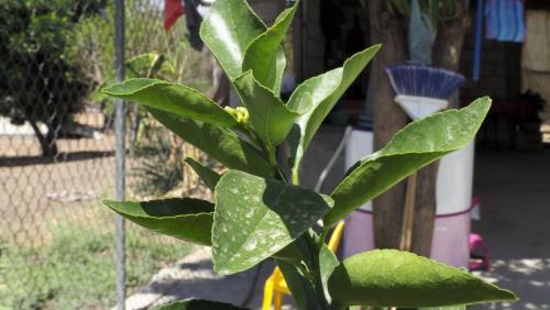 Limon.Ajuchitlan