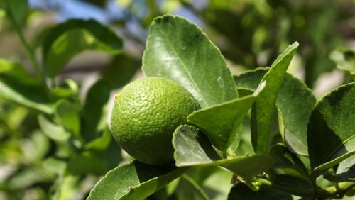 Limon.Alpuyeca