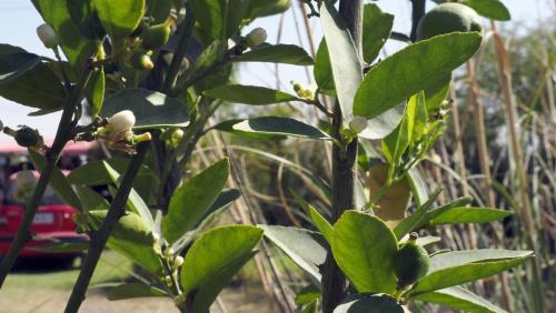 Limon.Atitalaquia