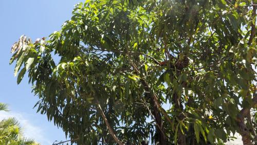 MangoCriollo.Ajuchitlan