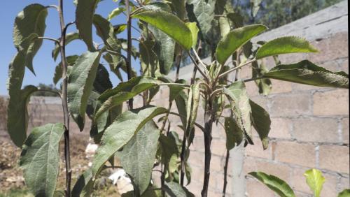 Manzana.Atitalaquia