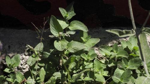 Menta.Miravalle