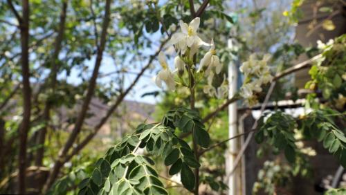 Moringa.Ajuchitlan