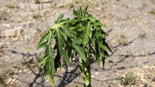 Papaya.Alpuyeca