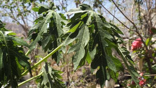 Papayo.Ajuchitlan